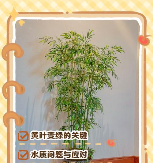 秋天竹子叶子变黄的原因（探究竹子秋季叶子变黄的相关因素及解决办法）