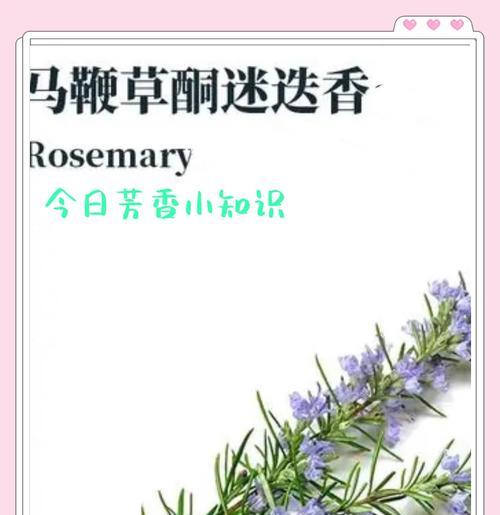 让迷迭香绽放芬芳的秘密（探寻迷迭香开花的技巧与窍门）
