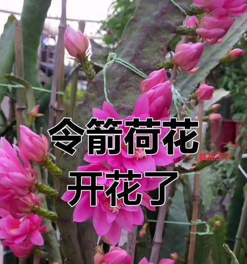 荷花令箭的盛开时节（一年之中开花几个月？荷花令箭的生长与发展）