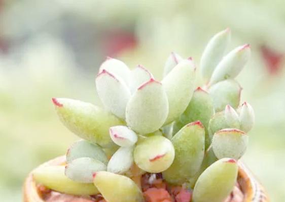 多肉植物福娘的养护指南（打造美丽多肉花园，福娘养护攻略大揭秘）