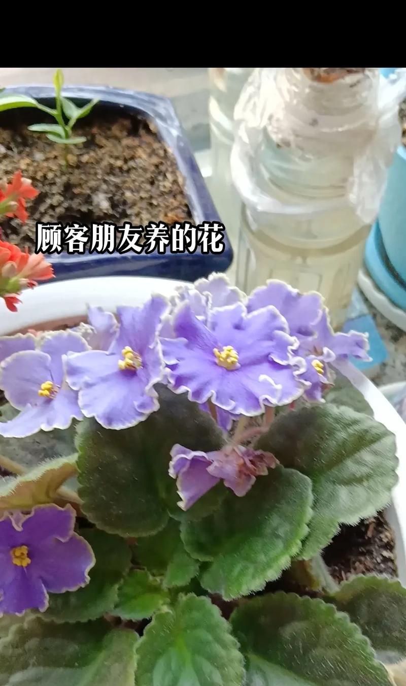 紫罗兰的养护指南（-养活）