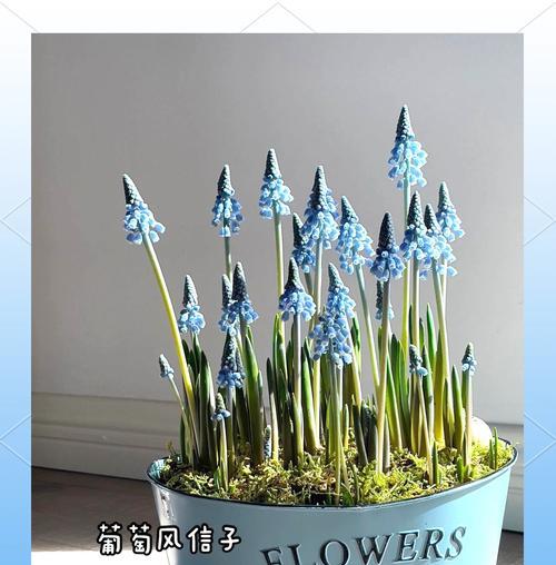 葡萄风信子（探索葡萄风信子的种植与护理）