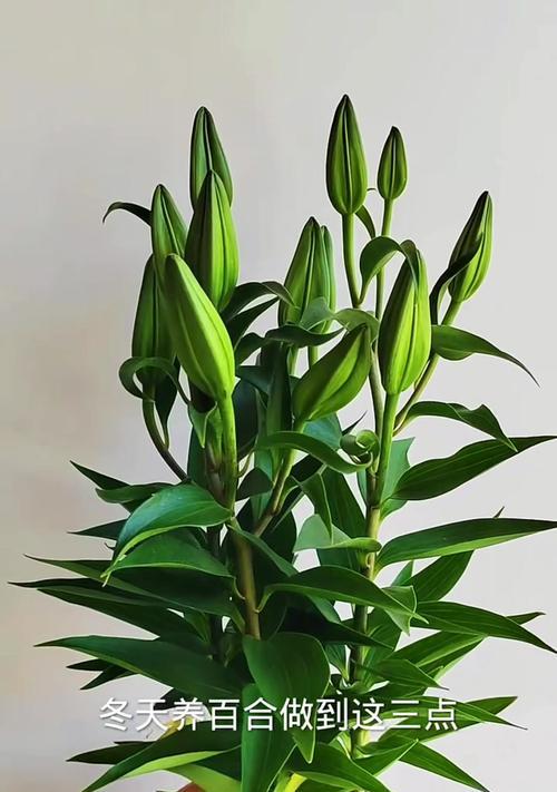 百合花养护指南（学会正确的方法，轻松养活你的百合花）