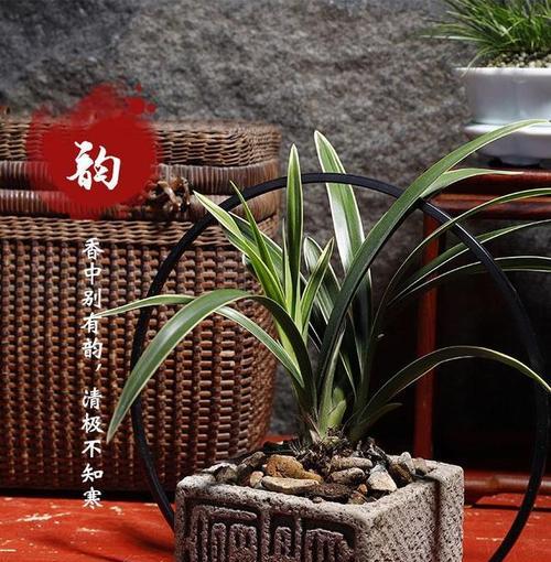 鹤兰花养护指南（了解鹤兰花的基本情况及养护技巧）
