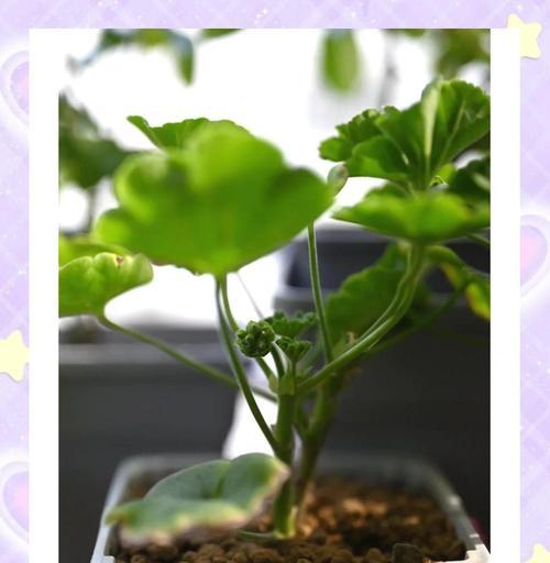 冬天室内天竺葵黄叶问题解决方法（有效保护天竺葵免受寒冷侵害，让其叶片再次恢复鲜绿）