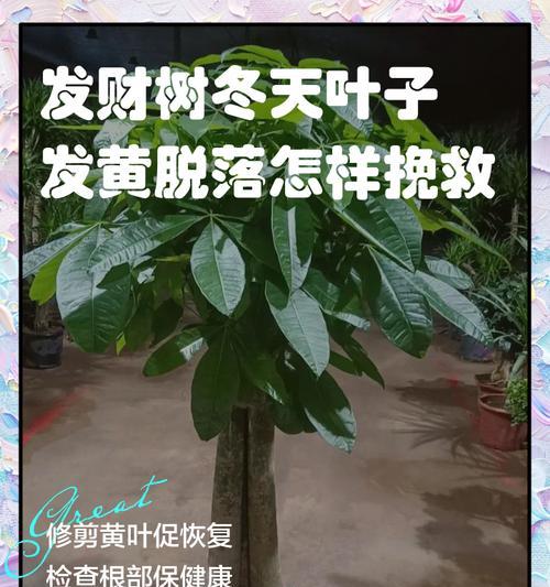 冬季如何养护家庭发财树（让家庭发财树在寒冷的冬天茁壮成长）