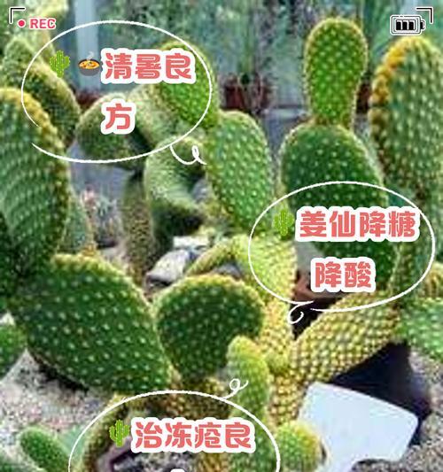 仙人掌大将军养护指南（打造健康繁茂的仙人掌大将军家族）