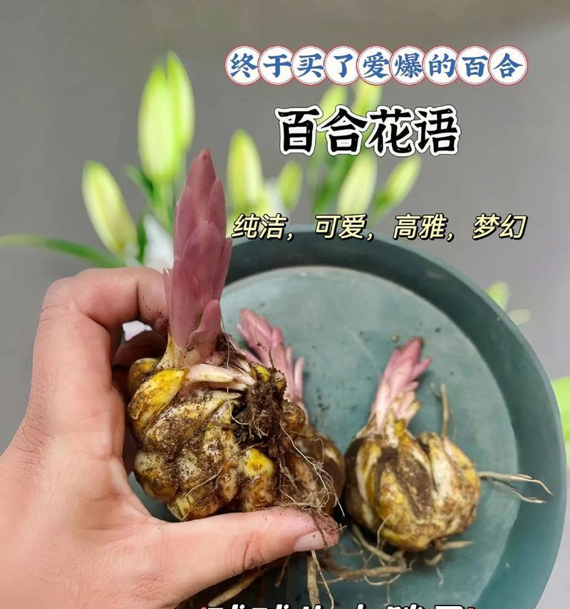 盆栽百合的繁殖方法与技巧（百合繁殖的关键步骤与注意事项）