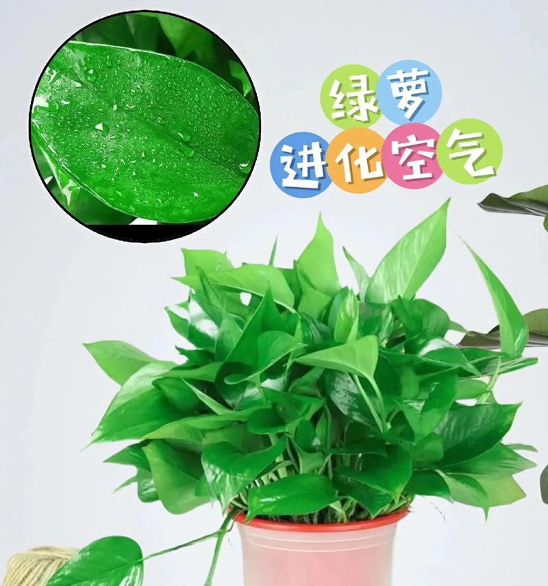 《绿萝的养殖方法及注意事项》（打造室内绿意的最佳选择）