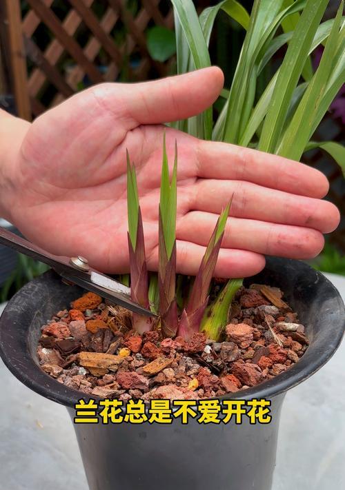养好兰花的秘诀（打造繁花似锦的兰花园）