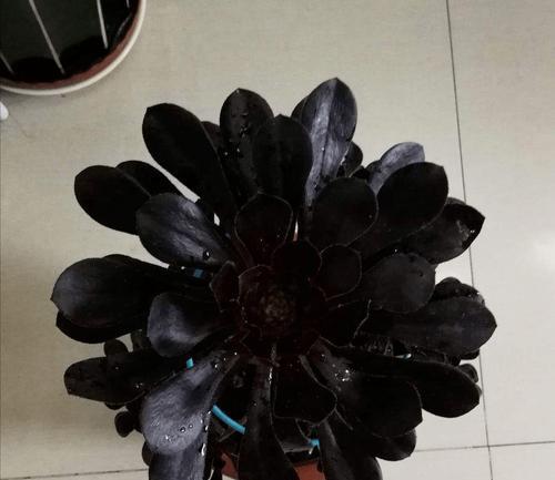 黑法师下垂的叶子（探寻黑法师叶子下垂背后的原因与解决方法）