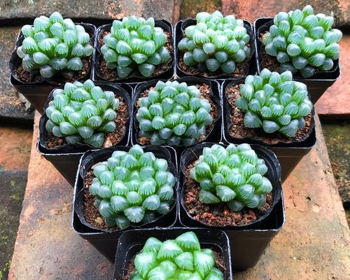 多肉养护小百科（从零基础开始，轻松养活你的多肉小植物）