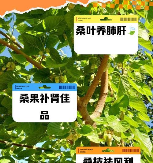 扶桑养殖技巧及注意事项（从选种到施肥，全面了解扶桑的养殖方法）