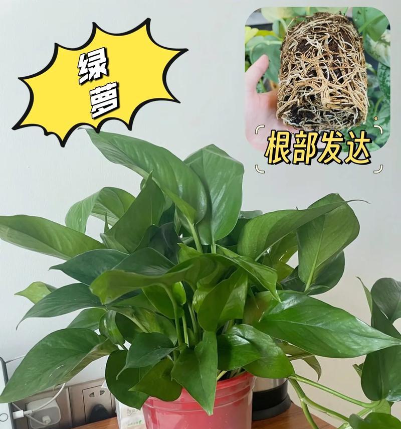 绿箩盆栽的剪枝技巧（掌握正确的绿箩剪枝方法，让你的盆栽更健壮长势更好）