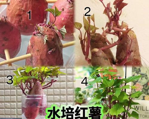 挽救枯萎下垂的水培植物之道（关键步骤及注意事项）