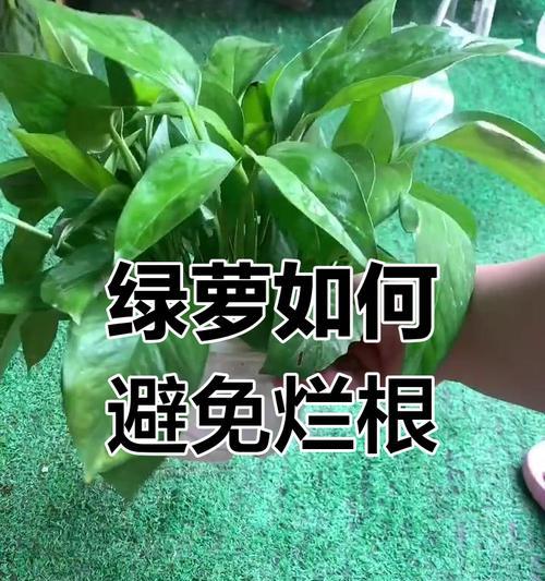 绿萝浇水过多烂根的补救方法（怎样防止绿萝因浇水过多而烂根）