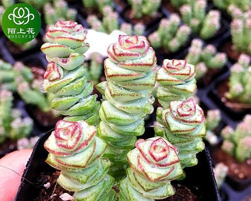 花叶发黑的原因及解决方法（揭开花叶发黑的谜团，教你轻松解决问题）