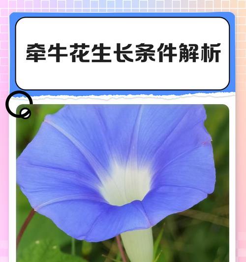 牵牛花的生长环境与地方条件（探究牵牛花的生存繁衍之道）