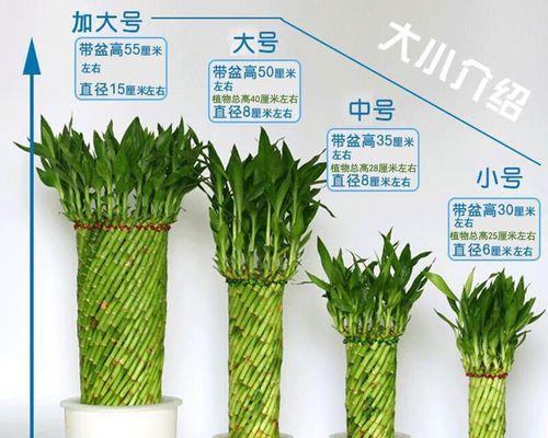 盆栽竹子的编织艺术（手工编织让盆栽竹子焕发新生命）