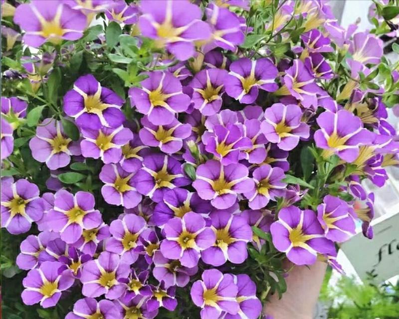 花卉摘心打顶的时间与方法（科学种植，提高花卉品质）