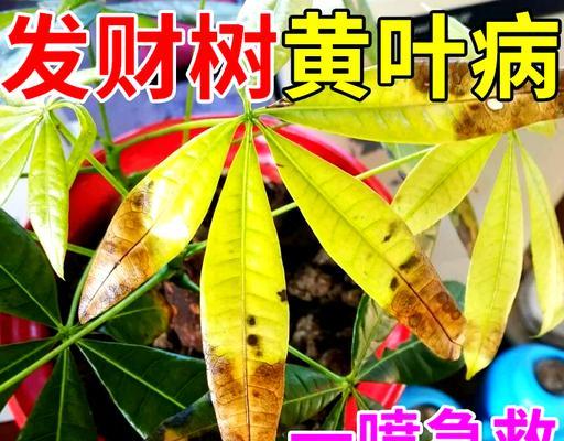 怎样处理小发财树冻伤的问题（预防与护理，保护你的发财树）