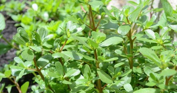 以马生菜种植技巧（打造丰收的以马生菜园，助您迈向种植专家之路）
