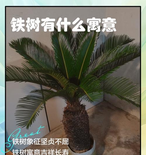 十年铁树根烂了如何修复？（细心呵护，让铁树再次焕发生机）