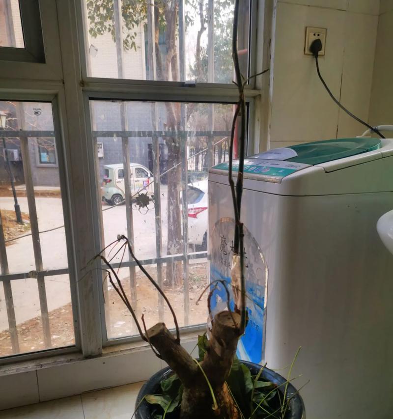 冬季室内发财树的管理指南（保持发财树健康成长的养护秘籍）