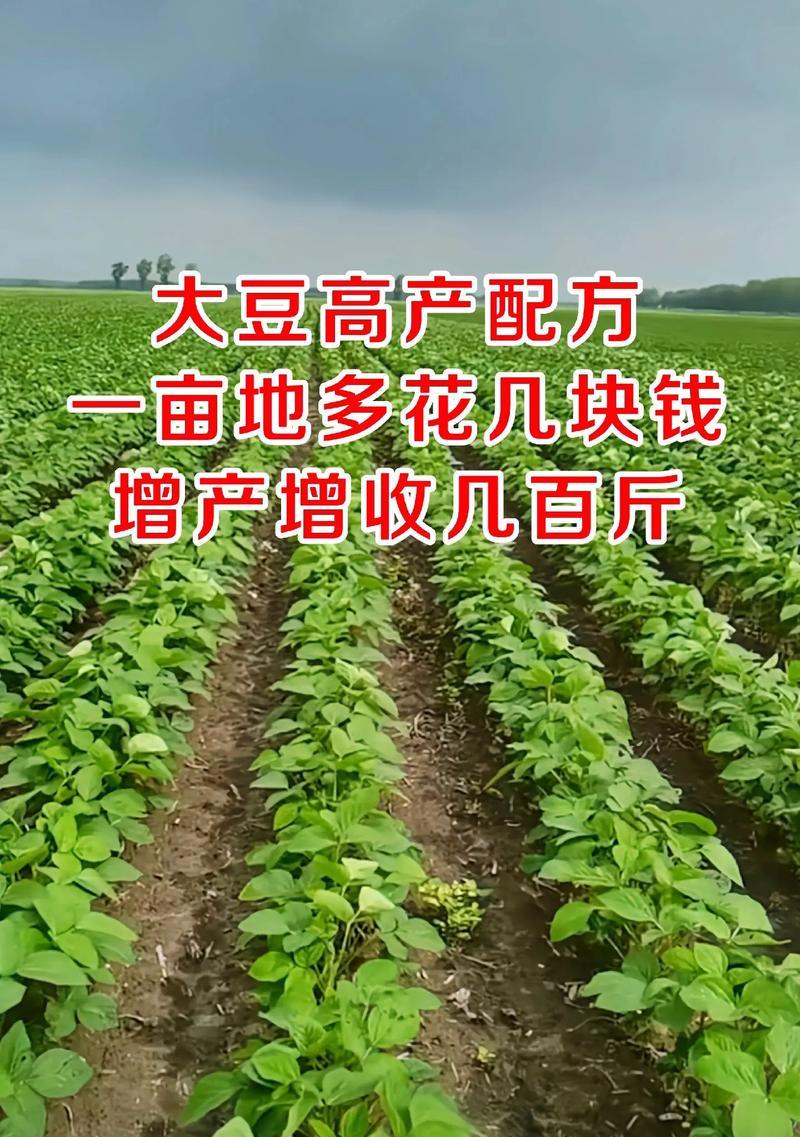 发霉豆子的利用价值——制作花肥的妙招（创意利用发霉豆子，为花草提供养分和保护）