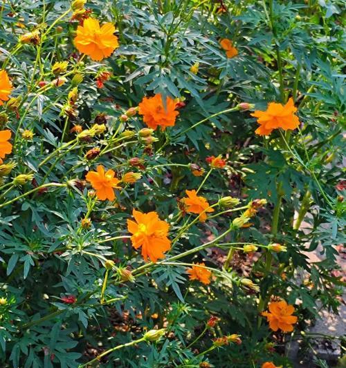 硫华菊的播种时间和注意事项（如何正确地播种硫华菊）