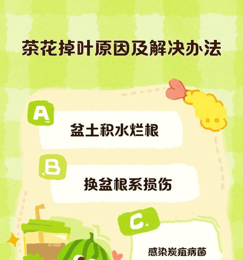 茶花叶干枯原因及应对措施（揭秘茶花叶干枯的成因，教你如何拯救茶花健康）