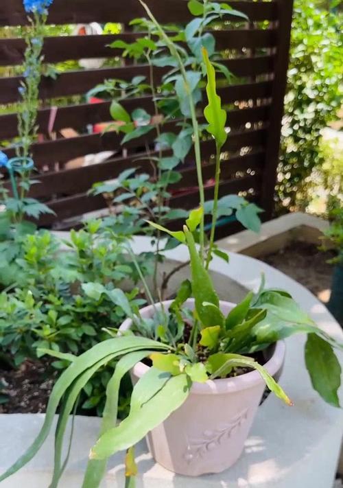昙花秋天怎么养开花（护理技巧与注意事项）