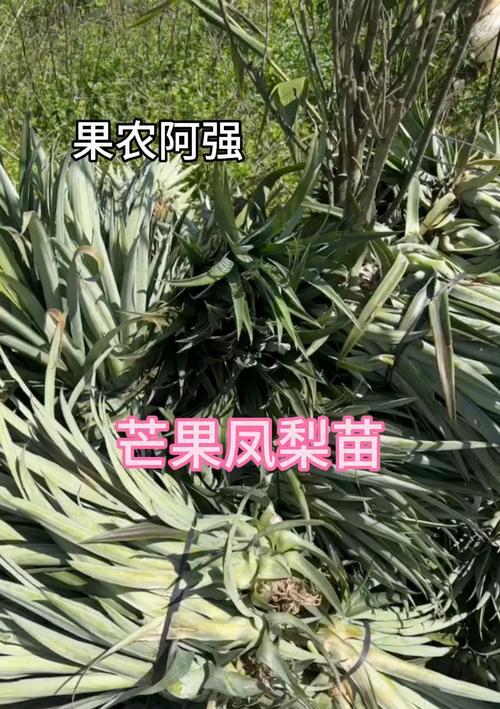 如何种植菠萝根？（菠萝根种植步骤详解）