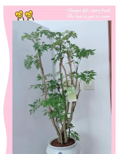 羽叶福禄桐叶子变软下垂的原因及治理方法（羽叶福禄桐叶子变软下垂的调养技巧）