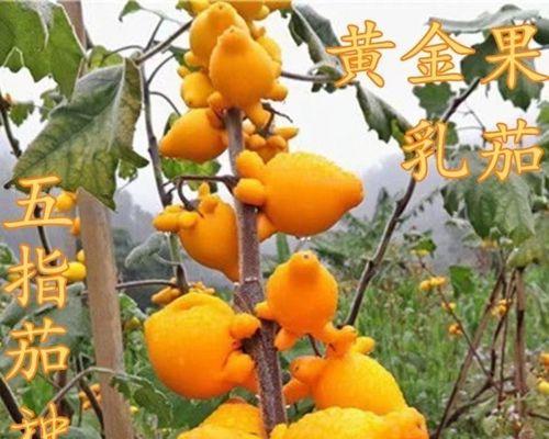以黄金果的种子种植为主题的文章（如何成功种植黄金果树）