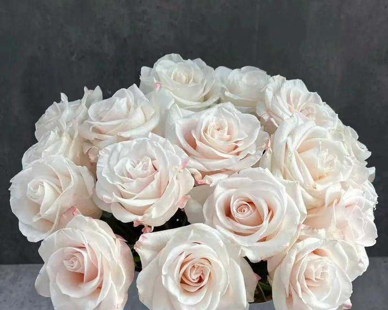 家庭盆栽玫瑰的水养指南（让玫瑰花在家里茁壮成长的关键是什么？）