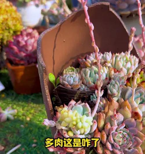 在家把多肉养好，让它们欢快地生长（掌握关键技巧，打造一个迷人的多肉花园）