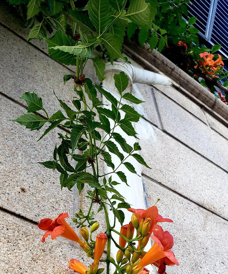 凌霄花叶子长不大的奥秘(揭秘凌霄花叶子短小的原因及其影响)