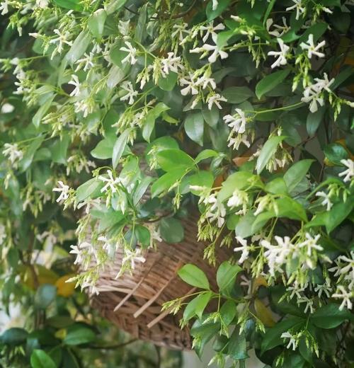 风车茉莉花期是什么时候？（探究风车茉莉的开花时间和养护技巧）