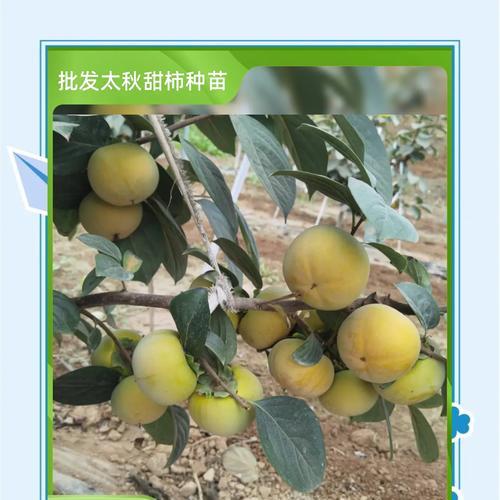 柿子成熟期及其特征（探究柿子成熟的过程和时间，帮你掌握柿子的食用窍门）