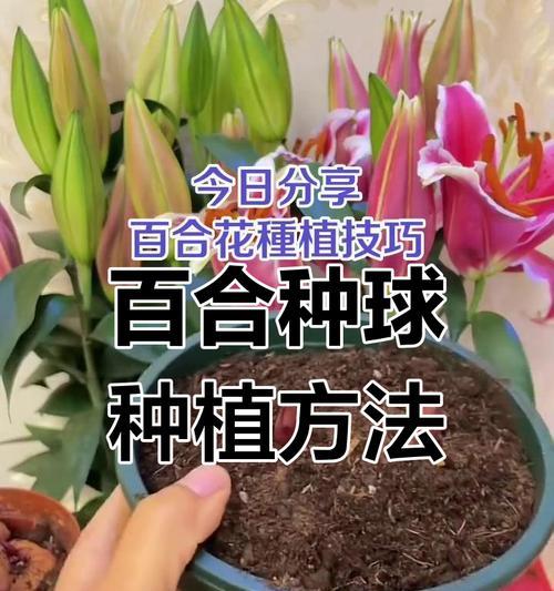 百合球种植徒长的原因与解决方法（探究百合球种植过程中的徒长现象以及如何应对）