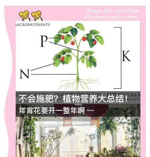 以仙客来盆栽的科学施肥方法（探索仙客来盆栽的肥料需求与施肥技巧）