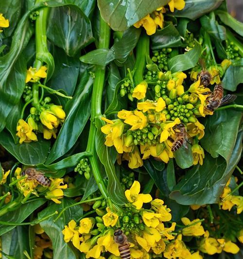 广州冬季适合种植的蔬菜种类(寒冷季节里的农耕之乐)