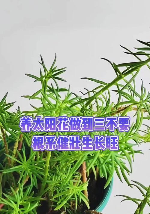 以太阳花移盆的养护技巧（打造绽放明艳的阳光花园）