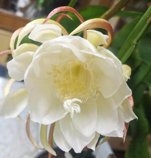 昙花的栽培与种植技巧（让昙花盛开的秘诀与经验分享）