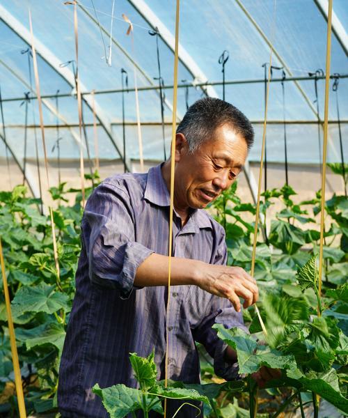 黄瓜的生长环境与栽培技巧(掌握生长地方条件,让黄瓜长势更好)