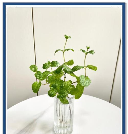 从水培到土培（掌握关键步骤，让你的薄荷健康成长）