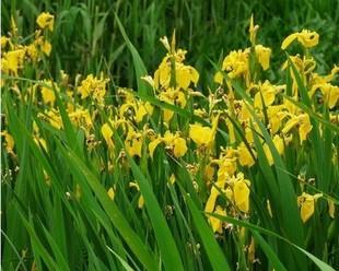 以黄菖蒲怎么养殖方法（黄菖蒲种植详解，打造花园瑰宝）