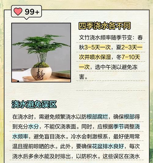 用啤酒浇水的秘密武器——文竹生长的惊人效果（以文竹怎么用啤酒浇水，让你的植物茁壮成长）