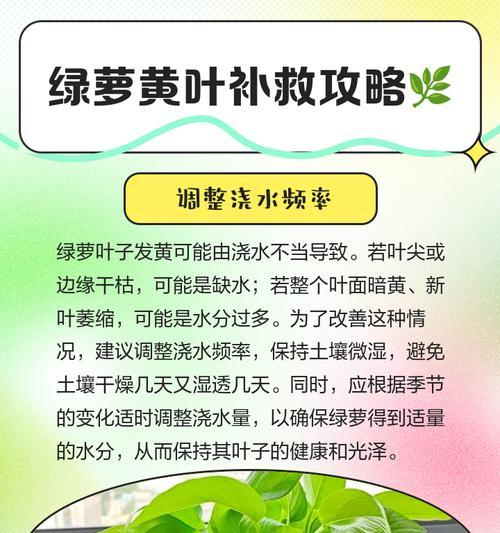 绿萝叶子发软都趴下了，怎么补救？（教你如何拯救生机勃勃的绿萝）